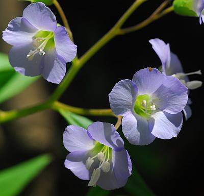 Polemonium_reptans_flowers.jpg