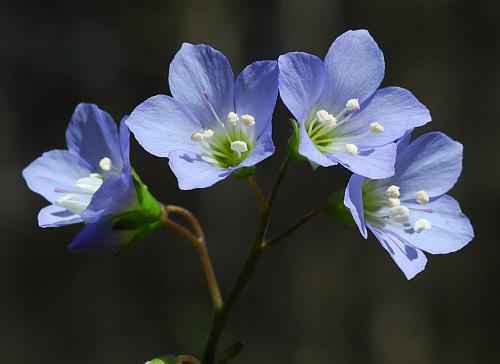 Polemonium_reptans_flowers2.jpg