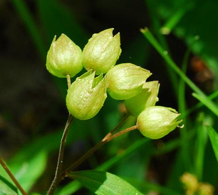 Polemonium_reptans_fruits.jpg