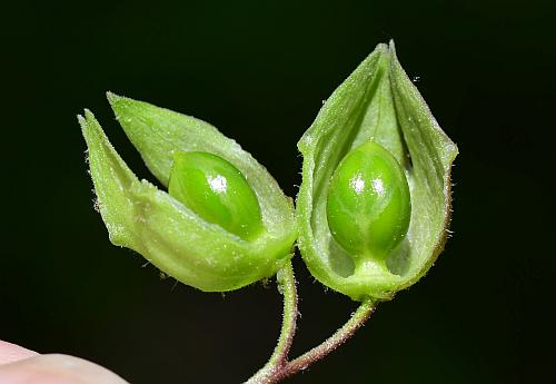 Polemonium_reptans_fruits2.jpg