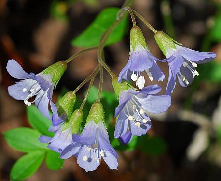 Polemonium_reptans_inflorescence.jpg