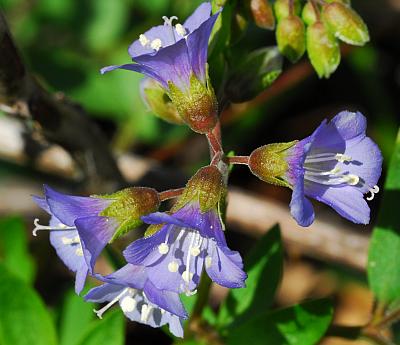 Polemonium_reptans_inflorescence2.jpg