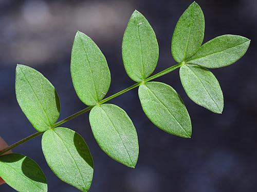 Polemonium_reptans_leaf1.jpg