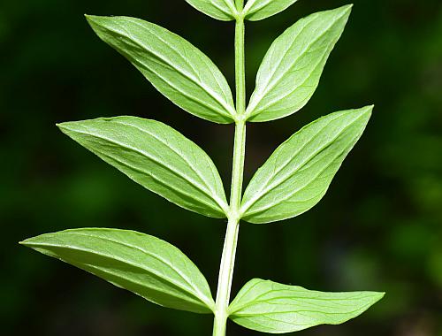 Polemonium_reptans_leaf2.jpg