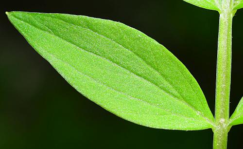 Polemonium_reptans_leaflet1.jpg