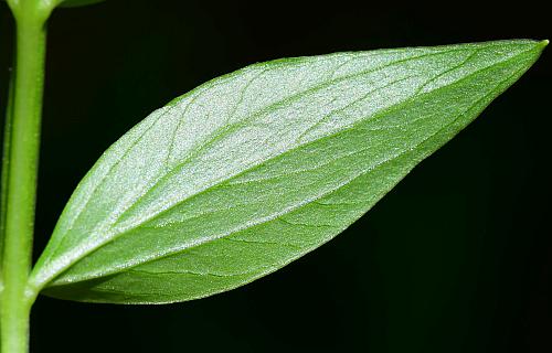 Polemonium_reptans_leaflet2.jpg