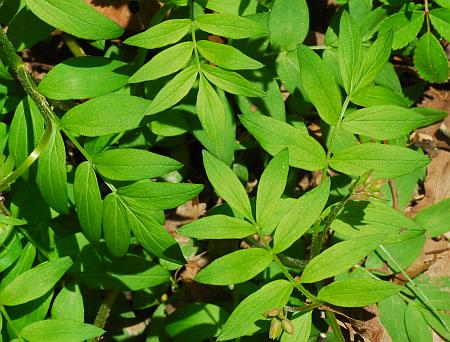 Polemonium_reptans_leaves.jpg