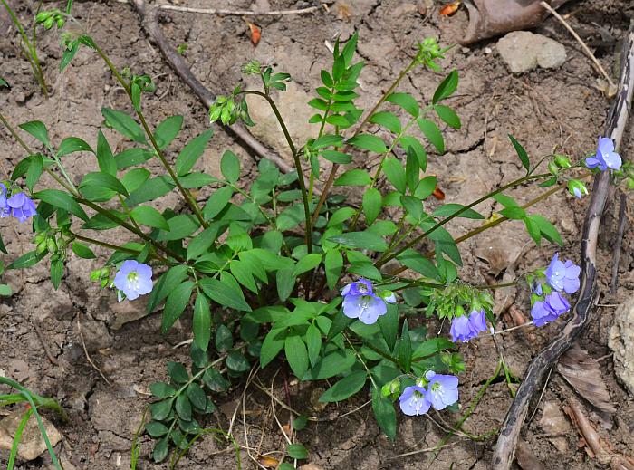 Polemonium_reptans_plant.jpg