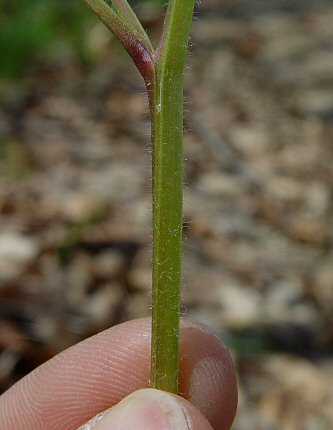 Polemonium_reptans_stem.jpg