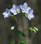 Polemonium reptans thumbnail