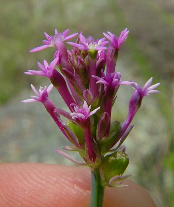 Polygala_incarnata_flowers.jpg