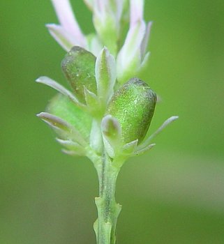 Polygala_incarnata_fruit.jpg