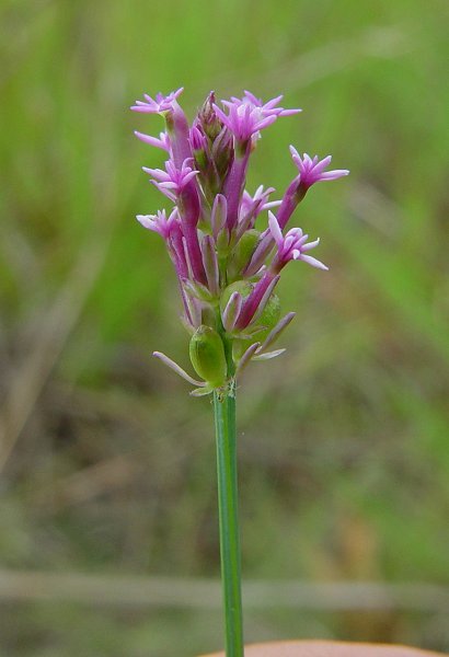 Polygala_incarnata_plant.jpg