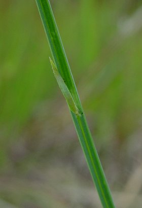 Polygala_incarnata_stem.jpg