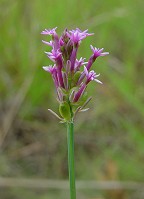 Polygala incarnata thumbnail