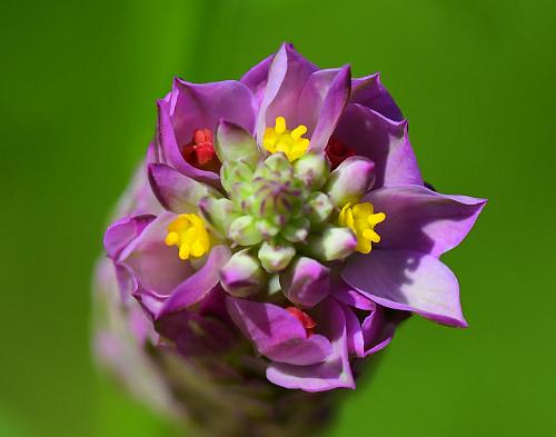 Polygala_sanguinea_flowers1.jpg