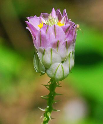 Polygala_sanguinea_head4.jpg