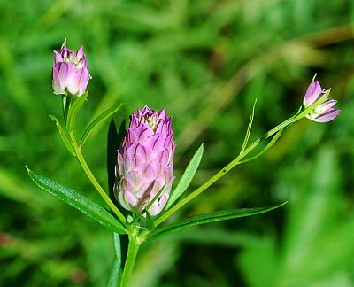 Polygala_sanguinea_heads.jpg