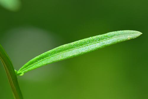 Polygala_sanguinea_leaf1.jpg