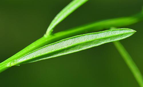 Polygala_sanguinea_leaf2.jpg