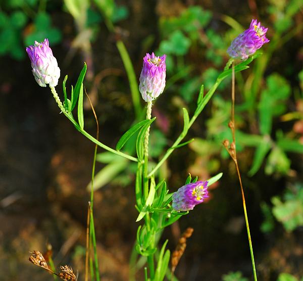 Polygala_sanguinea_plant.jpg