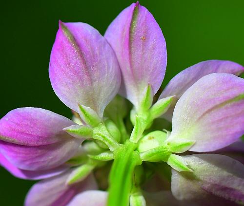 Polygala_sanguinea_sepals.jpg