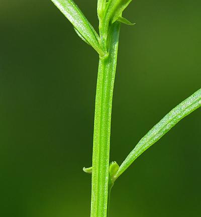 Polygala_sanguinea_stem.jpg