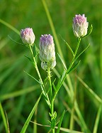 Polygala sanguinea thumbnail