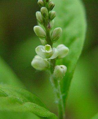 Polygala_senega_flower.jpg