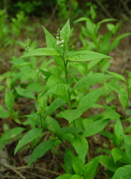 Polygala_senega_plant.jpg