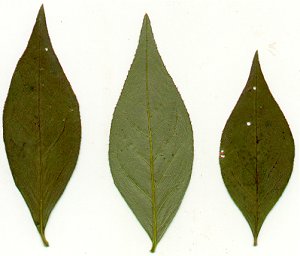 Polygala_senega_pressed_leaves.jpg