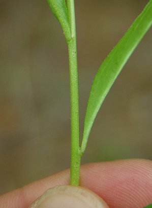 Polygala_senega_stem.jpg