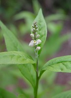 Polygala senega thumbnail