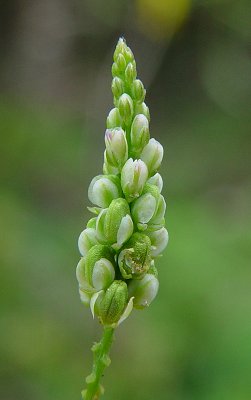 Polygala_verticillata_flowers.jpg