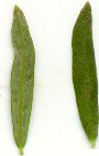 Polygala_verticillata_leaves.jpg