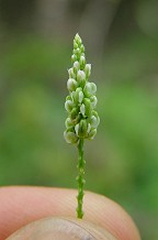 Polygala verticillata thumbnail