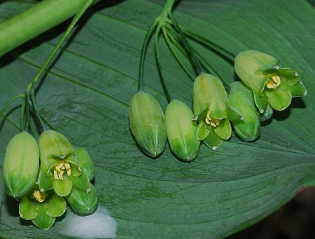 Polygonatum_biflorum_flowers.jpg