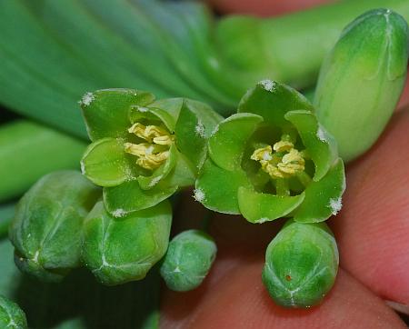 Polygonatum_biflorum_flowers2.jpg