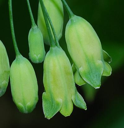 Polygonatum_biflorum_flowers3.jpg