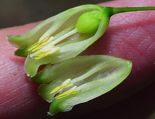 Polygonatum_biflorum_flowers4.jpg