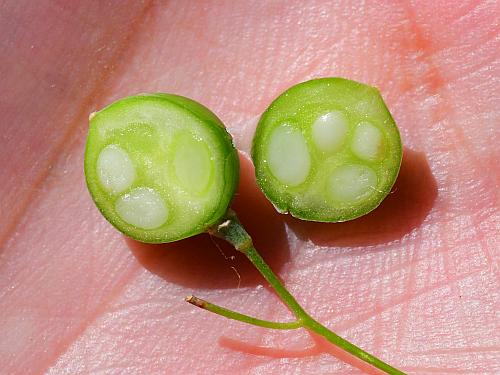 Polygonatum_biflorum_fruit2.jpg