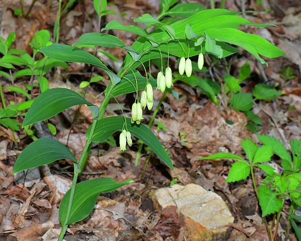 Polygonatum_biflorum_habit.jpg