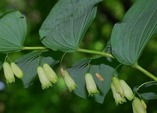 Polygonatum_biflorum_inflorescence.jpg