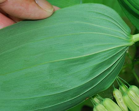 Polygonatum_biflorum_leaf2.jpg