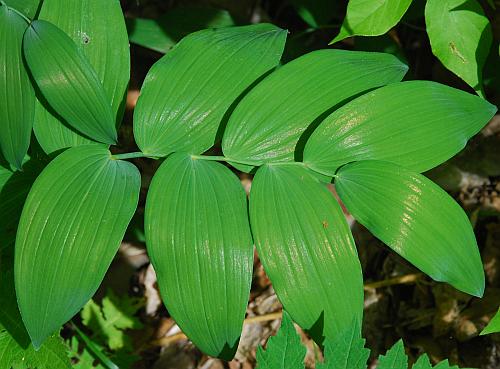 Polygonatum_biflorum_leaves1.jpg