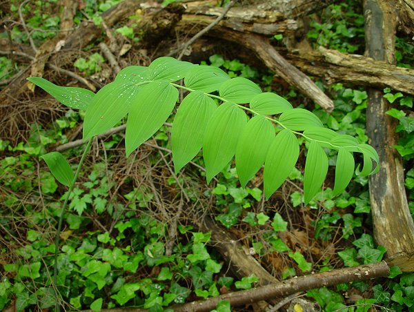 Polygonatum_biflorum_plant.jpg