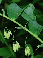 Polygonatum biflorum thumbnail