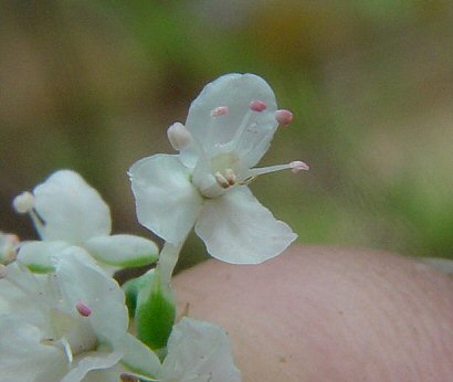 Polygonum_americanum_flower.jpg