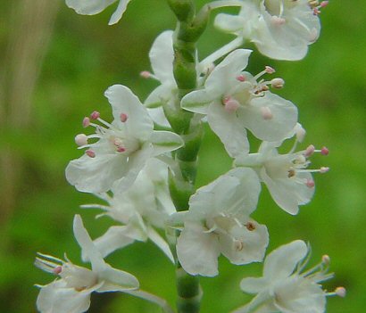 Polygonum_americanum_flowers.jpg