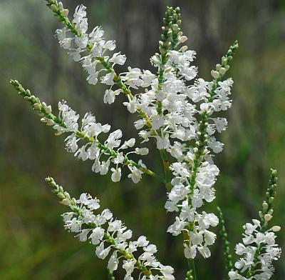 Polygonum_americanum_inflorescence.jpg